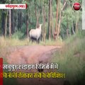नर्मदापुरम (मप्र): सतपुड़ा टाइगर रिजर्व में बाघिन के शिकार की कोशिश