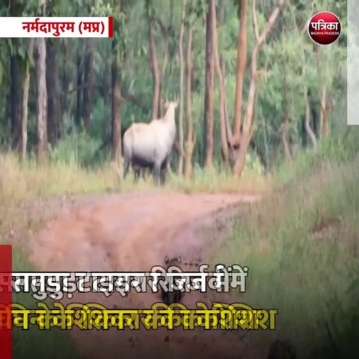 नर्मदापुरम (मप्र): सतपुड़ा टाइगर रिजर्व में बाघ...