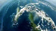 Alle Eolie i delfini «giocano» con i turisti