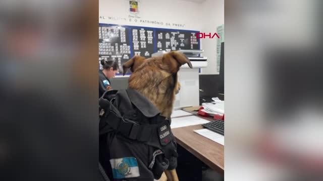Son dakika haber! Brezilya polisinin kurtarma köpeği, sosyal medya yıldızı oldu