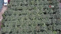 Mersin haberi! Mersin'de kivi hasadı başladı: Bir çok ülkeye ihraç ediliyor