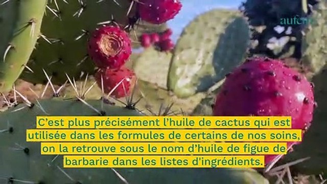 L’huile de cactus : le nouvel actif anti-âge à suivre
