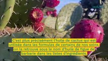 L’huile de cactus : le nouvel actif anti-âge à suivre