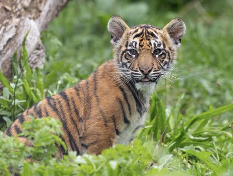 Sumatran tiger cubs playing at ZSL London Zoo (c) ZSL London Zoo