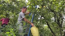 Uşak haber... Lezzeti sınırları aşan Eşme ayvasında 4 bin ton rekolte bekleniyor