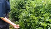 Lariano (RM) - 56 chili di marijuana sequestrati in azienda agricola (20.10.22)