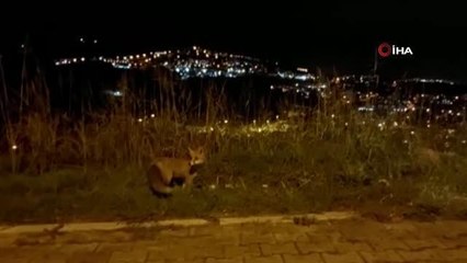 Şehir merkezine inen tilki kamerada