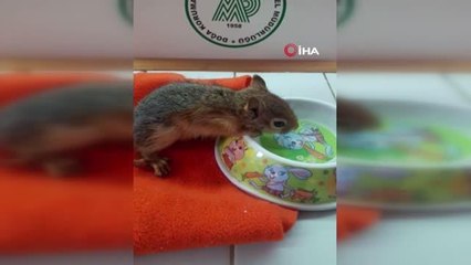 Yavru Sincap koruma altına alındı