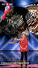 very funny video a litle girl animals mac