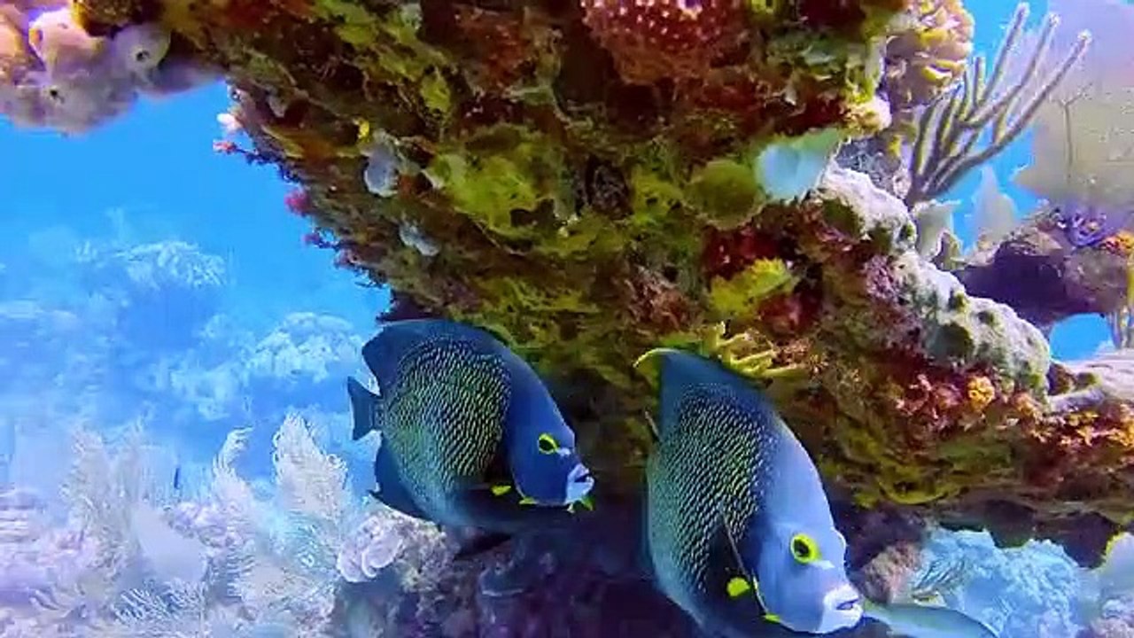 Absurd Planet - Se1 - Ep06 HD Watch HD Deutsch