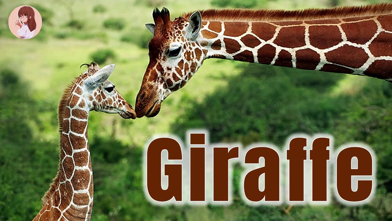 All About Giraffes for Kids: Giraffe Video for Children l Education & Fun for Kids l @ FreeSchool