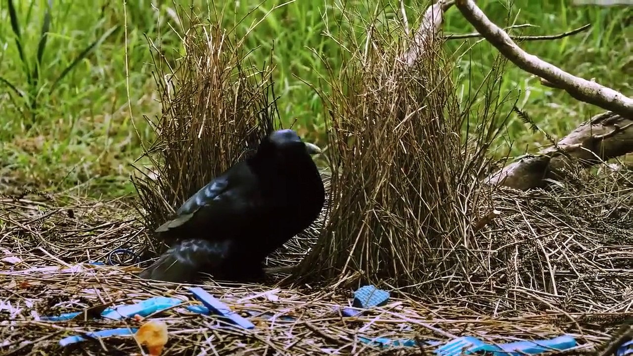 Absurd Planet - Se1 - Ep03 HD Watch HD Deutsch