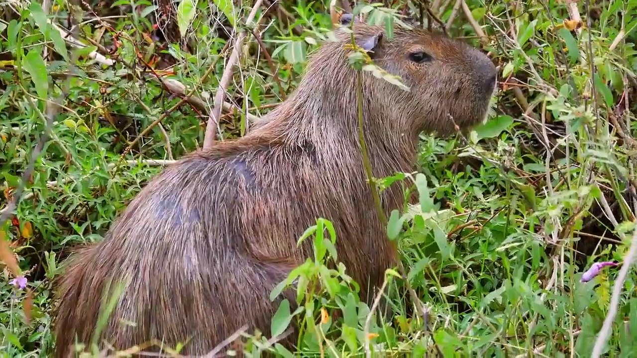 Absurd Planet - Se1 - Ep04 HD Watch HD Deutsch