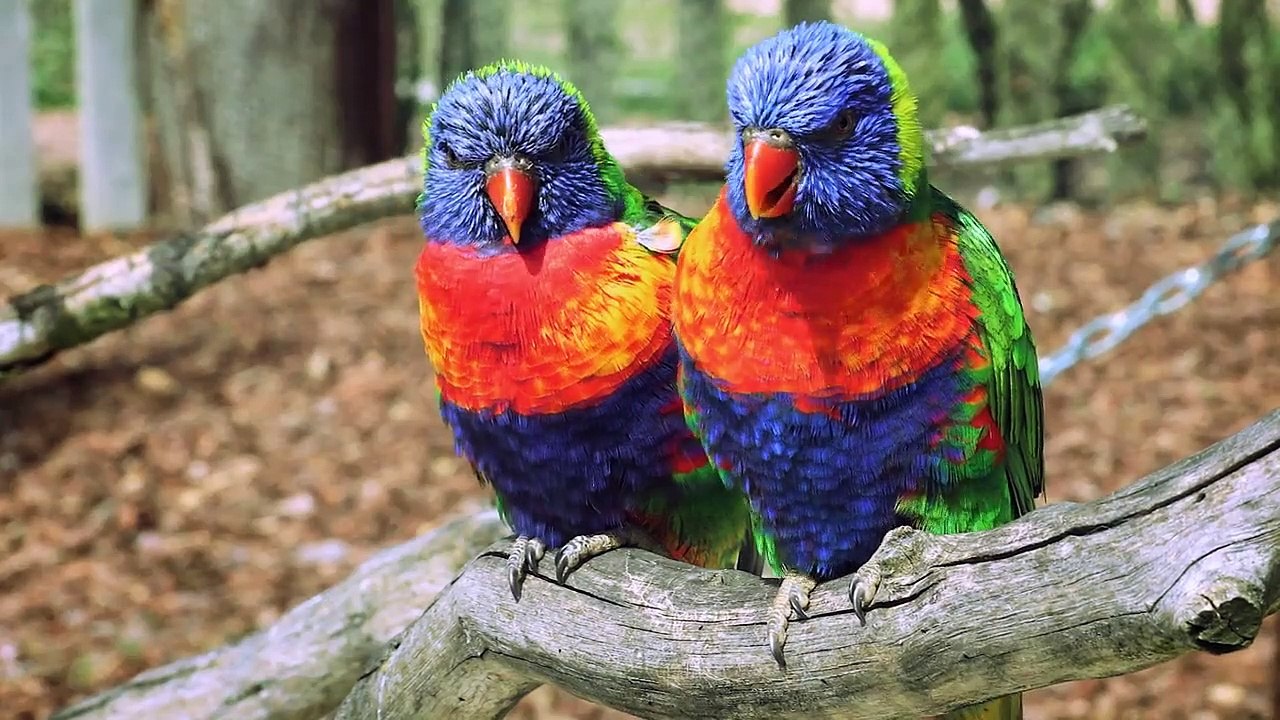 Absurd Planet - Se1 - Ep07 HD Watch HD Deutsch