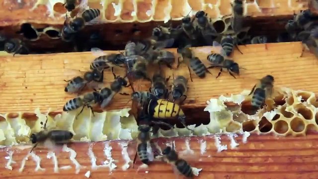 Absurd Planet - Se1 - Ep09 HD Watch HD Deutsch