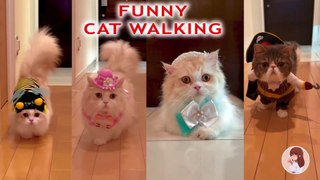 Cute and Funny Cat Videos Compilation l Funny catsl Education & Fun for Kids l @ Aww Animals