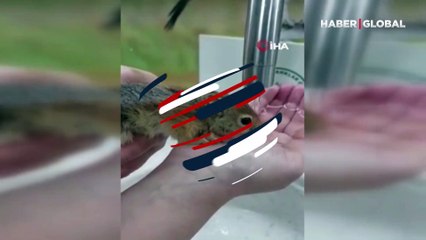 Eliyle böyle su içirdi... Yavru Sincap koruma altına alındı