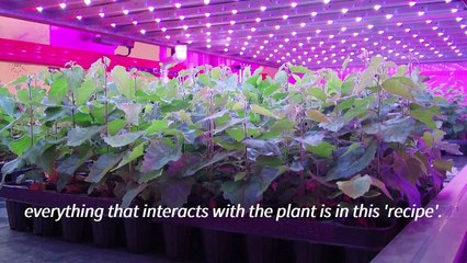 Scotland's vertical farm sees trees grow six times faster