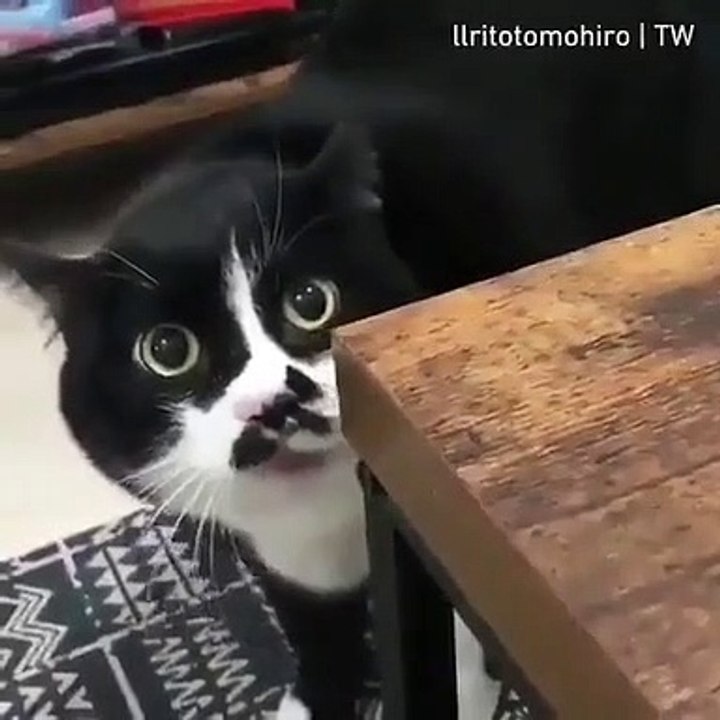 Video-lucu