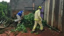 Pinheiros caem sobre residências no Jardim Melissa; Bombeiros realizam o corte e remoção das árvores