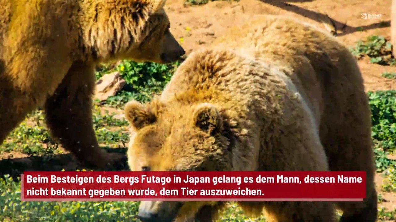 Ein Wanderer bändigt einen Bären