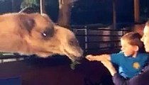 LOGAN FEEDS A CAMEL!!!