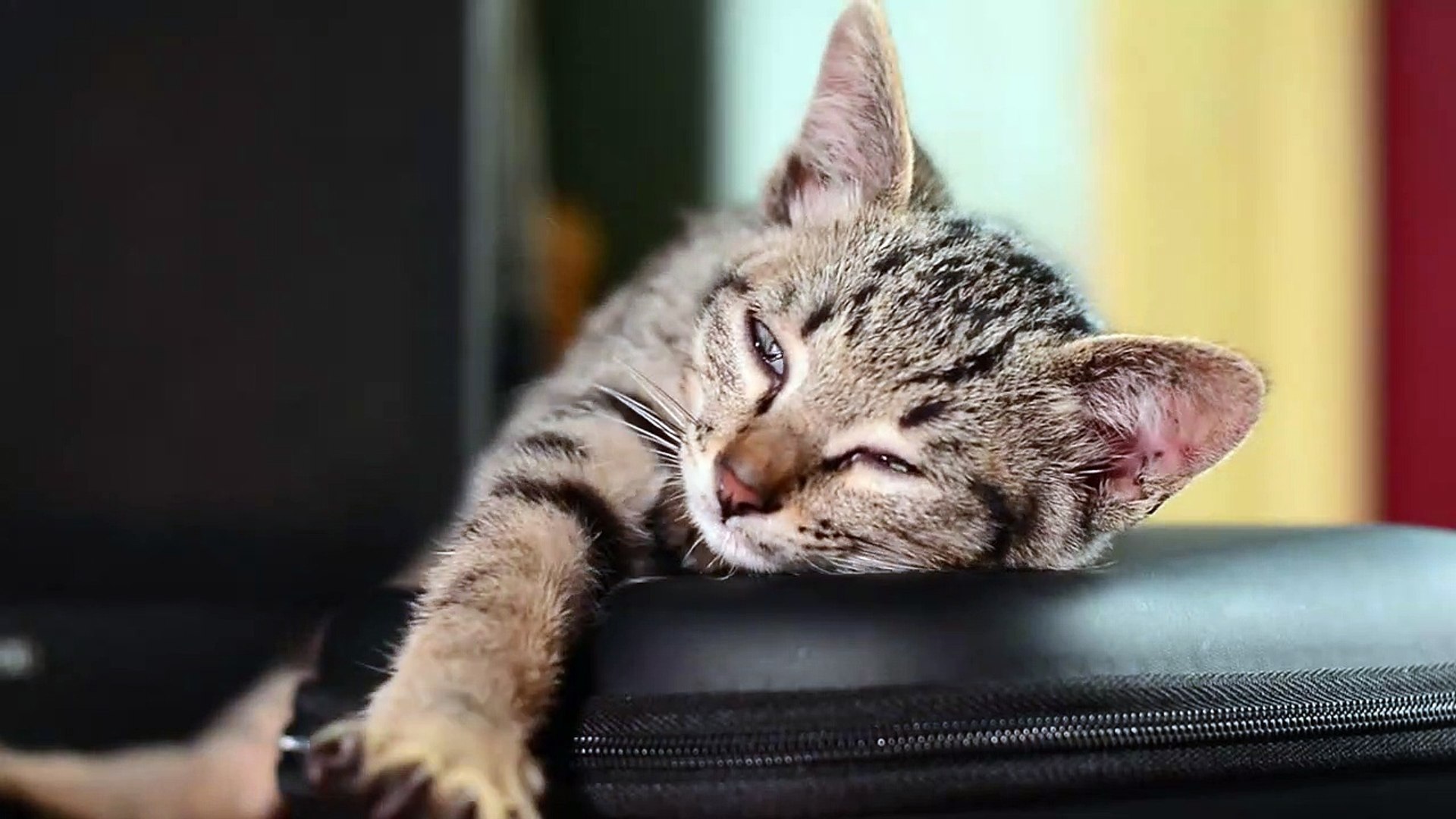 ⁣Funny Cat Videos | Cute cat| Cat Memes | Cute Cat Videos | Cat Sounds | Baby Cat Funny Cat Memes
