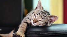 Funny Cat Videos | Cute cat| Cat Memes | Cute Cat Videos | Cat Sounds | Baby Cat Funny Cat Memes
