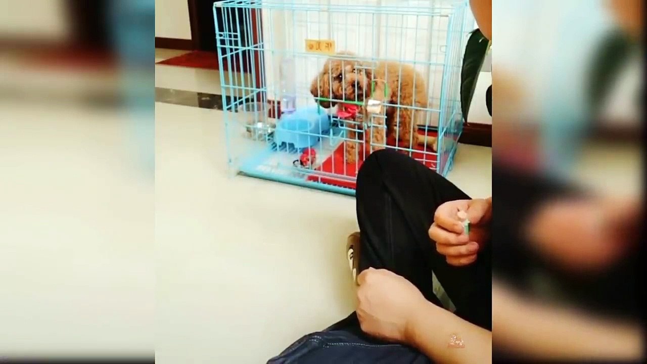 Baby Dogs - Cute and Funny Dog Videos Compilation #11 | funnycog