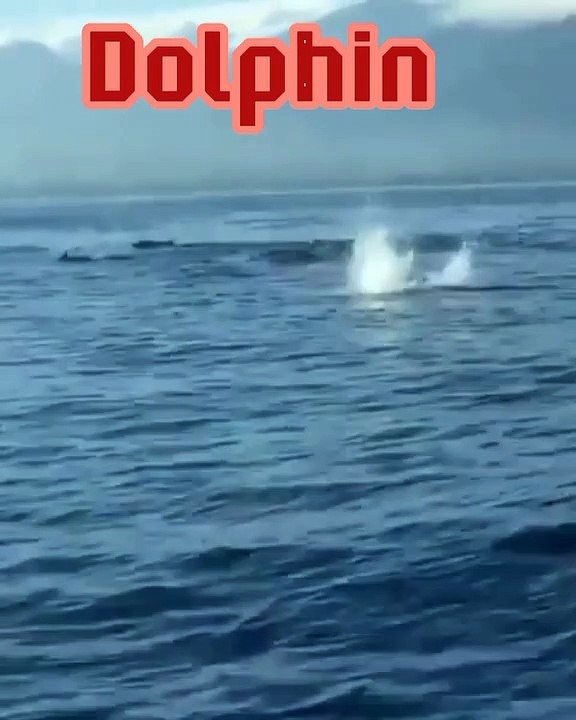 Pantai Lovina Dolphin