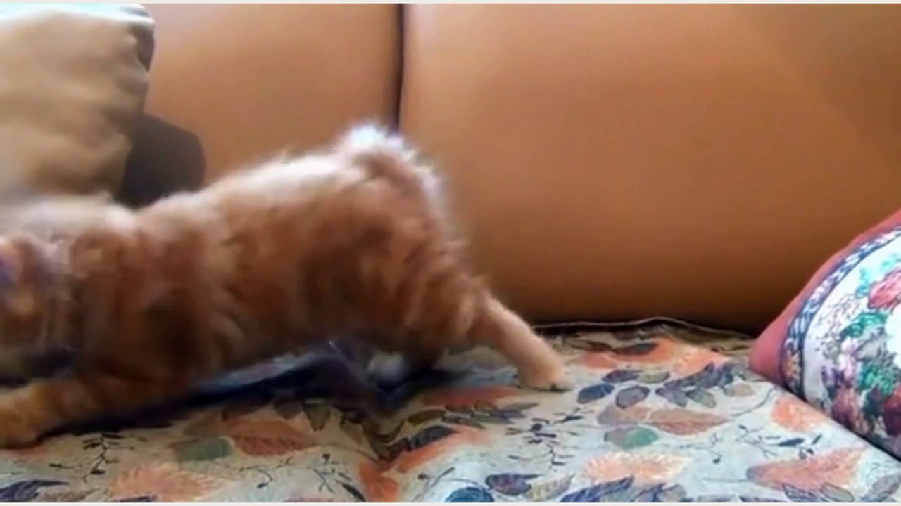 FUNNIEST CATS: THIS WAS UNEXPECTED