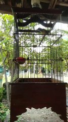 Burung konin bakalan