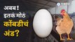 Biggest Egg India | 'या' जिल्ह्यात आढळला भारतातील सर्वात मोठा अंडा | Maharashtra | Sakal Media
