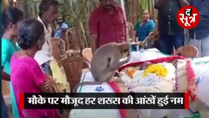 किस शख्स को लंगूर ने दी अंतिम विदाई, लोग हुए भावुक, देखें वीडियो