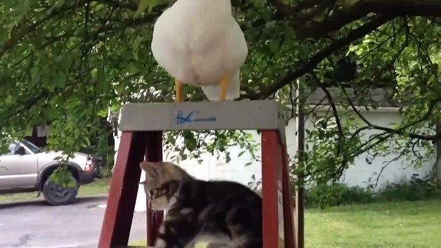 Tente Não Rir _ Vídeos Engraçados De Gatos _ Vídeos De Animais Engraçados