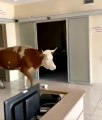 Veteriner kliniği yerine yanlışlıkla hastaneye giren inek