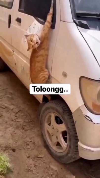 Kucing berbicara