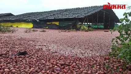 पावसामुळे कांदे पाण्यात, पाणी डोळ्यांत