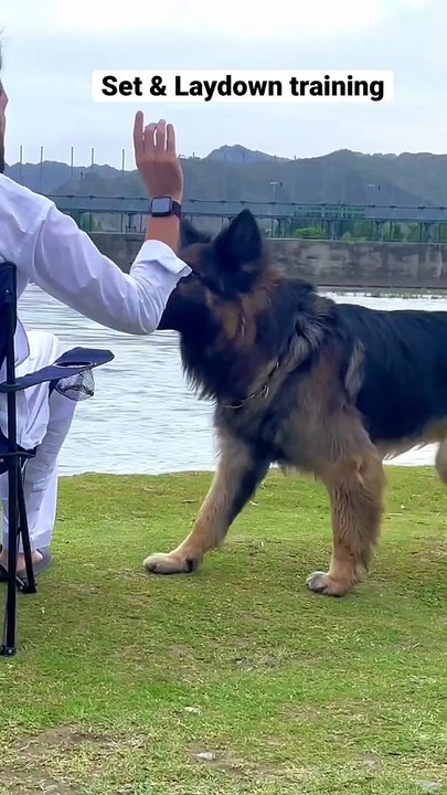 Dog training outside