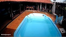 Un pitbull sauve un chihuahua en train de se noyer dans une piscine