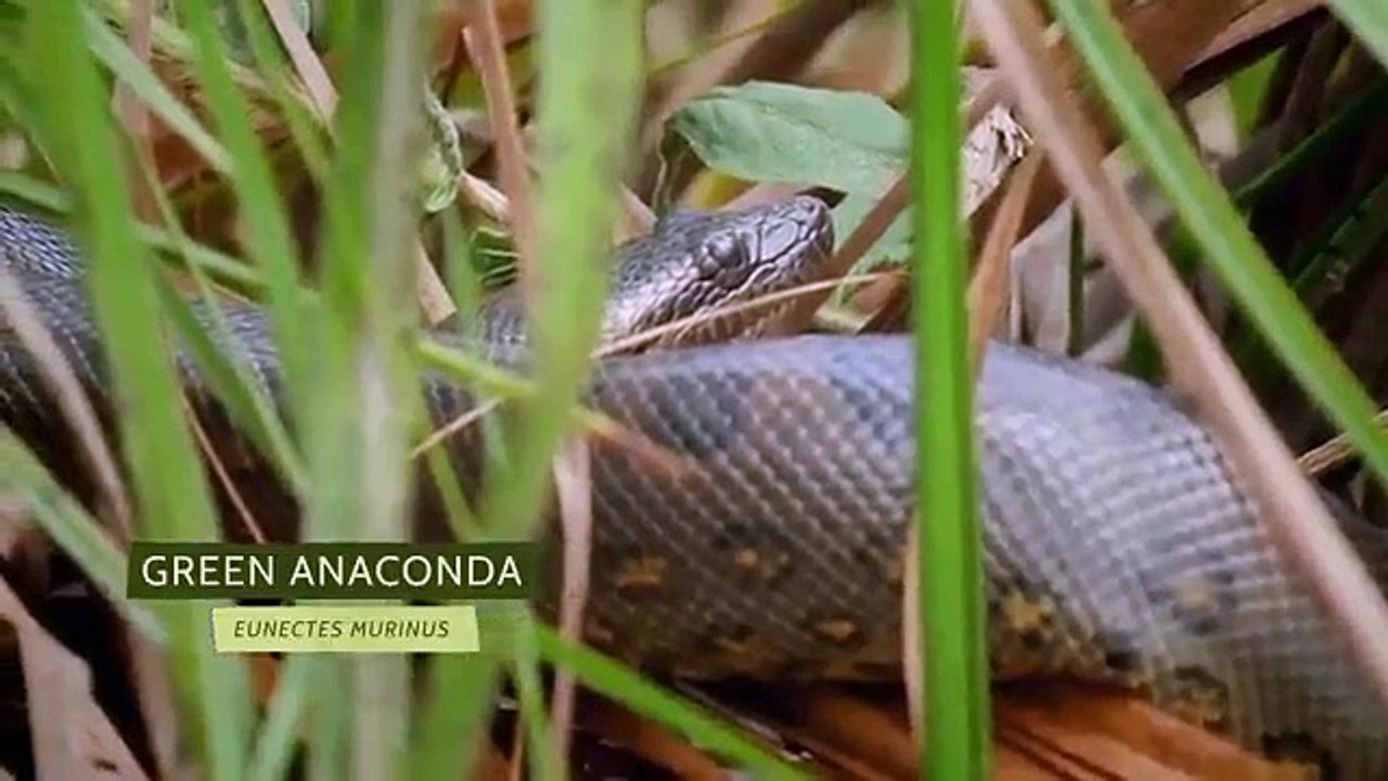 Coyote Peterson - Brave the Wild - Se1 - Ep10 HD Watch HD Deutsch