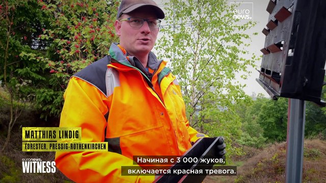 Из-за человека и жука-короеда в Европе гибнут леса