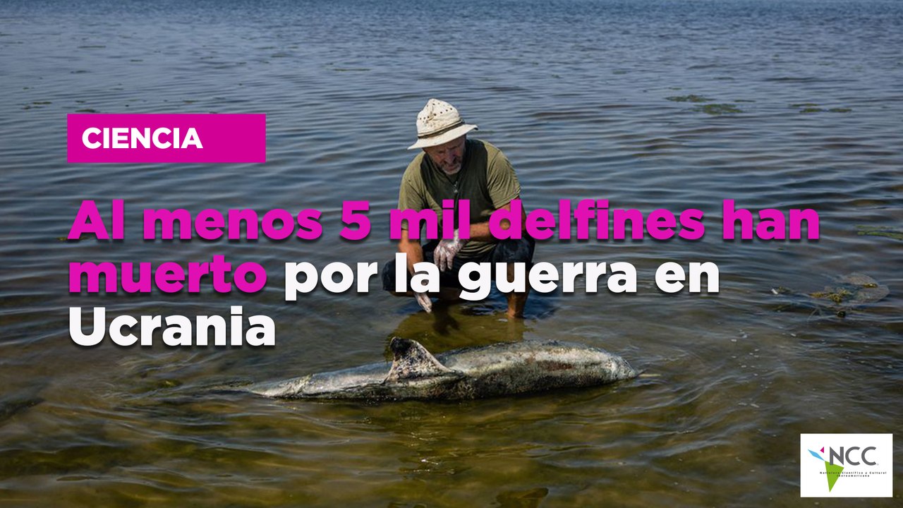 Al menos 5 mil delfines han muerto por la guerra en Ucrania