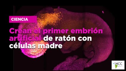 Crean el primer embrión artificial de ratón con células madre