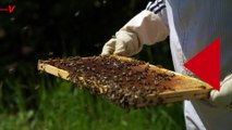 Massachussetts Woman Accused of Attacking Police Serving Eviction Notice With Bee Hive
