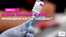 ¿Cómo funciona el ARN mensajero en las vacunas?