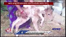 Cow Calf Born With 6 Legs At Kolanuru   | Peddapalli Dist   | V6 News (1)