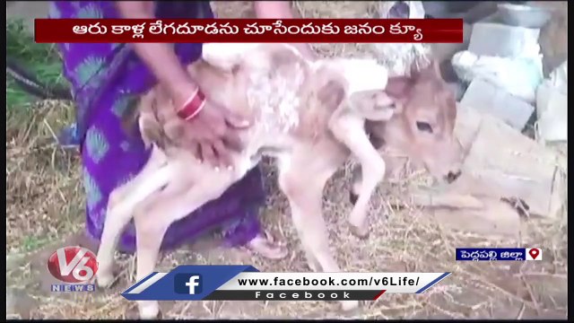 Cow Calf Born With 6 Legs At Kolanuru | Peddapalli Dist | V6 News (1)