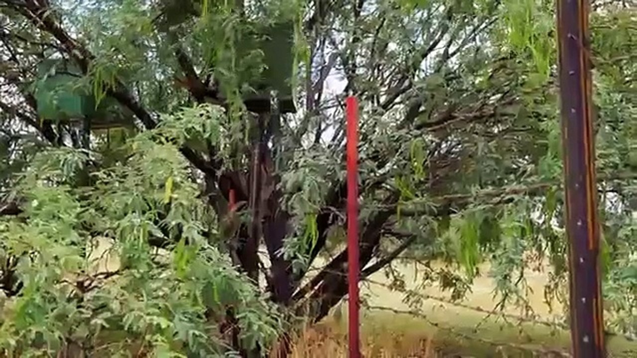 Coyote Peterson - Brave the Wild - Se1 - Ep04 HD Watch HD Deutsch