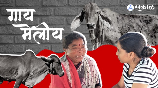Lumpy Skin Disease संपलाय का? विदर्भात पशुधनाची काय स्थिती आहे? | Sakal Media